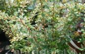 dil Thunbergv Starburst - Berberis thunbergii Starburst
