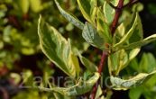 svda bl Cream Cracker - Cornus alba Cream Cracker