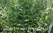 brslen japonsk Microphyllus - Euonymus japonicus Microphyllus