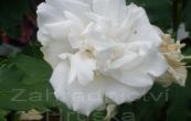 ibiek syrsk Admiral Dewey - Hibiscus syriacus Admiral Dewey