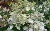 hortenzie latnat Pinky Winky - Hydrangea paniculata Pinky Winky