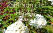 hortenzie latnat Vanille Fraise - Hydrangea paniculata Vanille Fraise