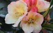 Pěnišník Ehrengold - Rhododendron Ehrengold
