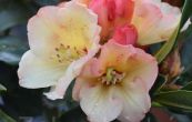 Pnink Ehrengold - Rhododendron Ehrengold