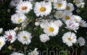 hvzdnice novobelgick Magic White - Aster novi-belgii Magic White