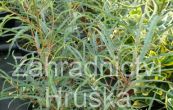 kruina olov Asplenifolia (na kmnku) - Frangula alnus Asplenifolia (na kmnku)
