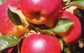 jablo domc Lotos - Malus domestica Lotos
