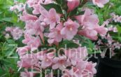 weigelie rov Piccolo - Weigela florida Piccolo
