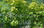 javor dlanitolist - Acer palmatum