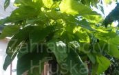 katalpa trubaovit Aurea - Catalpa bignonioides Aurea