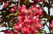 jablo Profusion - Malus Profusion