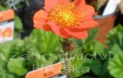 kuklk arlatov Dark Orange - Geum coccineum KOI Dark Orange