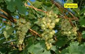 rva vinn Pannonia Kincse - Vitis vinifera Pannonia Kincse