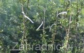 hlohyn arlatov Red Column - Pyracantha coccinea Red Column