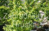 jilm Jacqueline Hillier - Ulmus  elegantissima Jacqueline Hillier