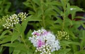 tavolnk japonsk Genpei - Spiraea japonica Genpei
