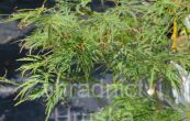 javor dlanitolist Kagiri - nishiki - Acer palmatum Kagiri - nishiki