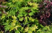 javor Shirasawanv Summergold - Acer shirasawanum Summergold