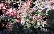 dil Thunbergv Atropurpurea Nana - Berberis thunbergii Atropurpurea Nana
