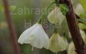 halzie karolnsk - Halesia carolina