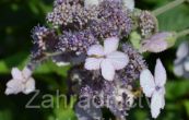 hortenzie - Hydrangea aspera