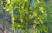 tdenec alpsk Pendulum - Laburnum alpinum Pendulum