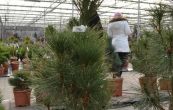 borovice ern Fastigiata - Pinus nigra Fastigiata