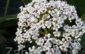 kalina davidova - Viburnum davidii
