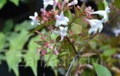 ablie velkokvt - Abelia  grandiflora