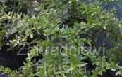 dil Wallich's Purple - Berberis interposita Wallich's Purple