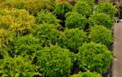 cypiek hrachonosn Tsukumi - Chamaecyparis pisifera Tsukumi