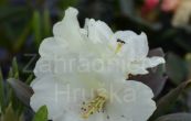Pěnišník Flava - Rhododendron Flava