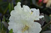 Pnink Flava - Rhododendron Flava