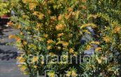 tis erven - Taxus baccata