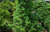 jedle korejsk - Abies koreana