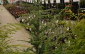 jedlovec zpadn Glauca - Tsuga heterophylla Glauca