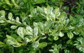 dil Thunbergv Kelleriis - Berberis thunbergii Kelleriis