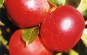 jablo domc Wealthy Double Red - Malus domestica Wealthy Double Red