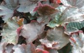 dluicha Palace Purple - Heuchera micrantha Palace Purple