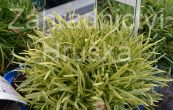 trvnika pmosk Nifty Thrifty - Armeria maritima Nifty Thrifty