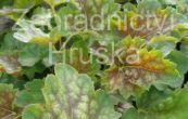 dluicha americk Marvelous Marble - Heuchera americana Marvelous Marble