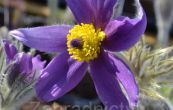 koniklec nmeck Pinwheel Blue Violet - Pulsatilla vulgaris Pinwheel Blue Violet