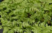kapra rozloen - Dryopteris dilatata (austriaca)