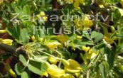 imink stromovit Pendula - Caragana arborescens Pendula