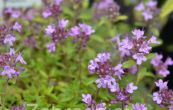 matedouka zkolist - Thymus serpyllum