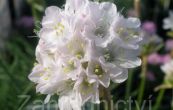 trvnika pmosk Armada White - Armeria maritima Armada White