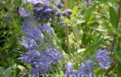 oechokdlec clandonsk Worcester Gold - Caryopteris  clandonensis Worcester Gold