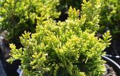 zerav obrovsk Little Boy - Thuja plicata Little Boy