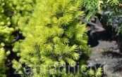 smrk ztepil Fruhling - Picea abies Fruhling