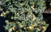 jalovec upinat Floriant - Juniperus squamata Floriant
